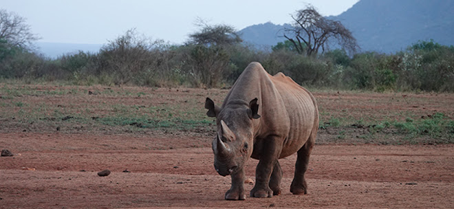 A rhino