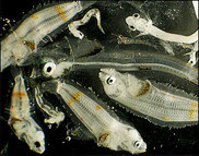 Fish larvae