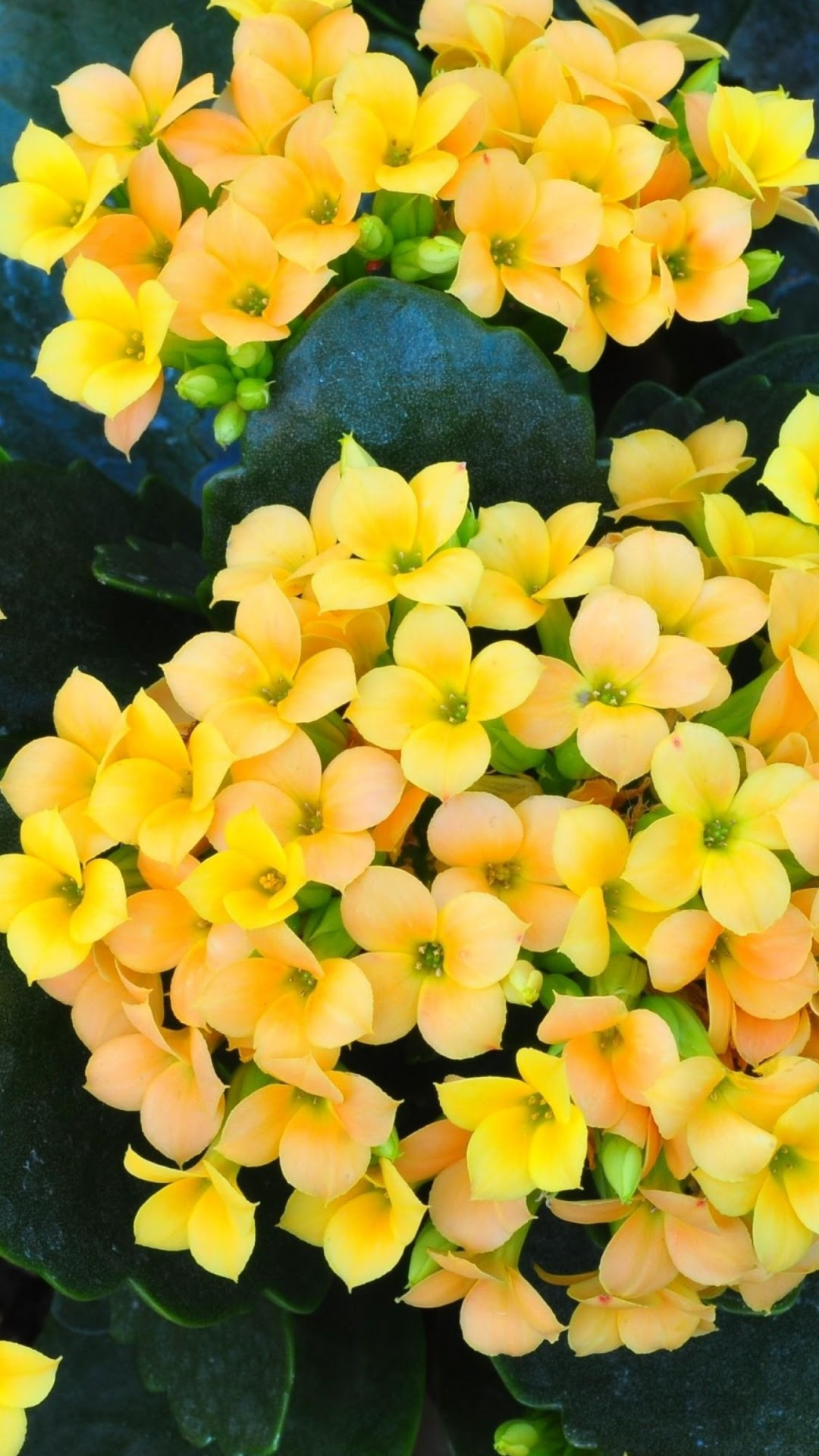 Newest For Iphone Wallpaper Flowers Yellow - Awakening Stars