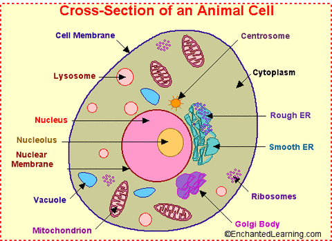 Check spelling or type a new query. Animal Cell Sotaclasses