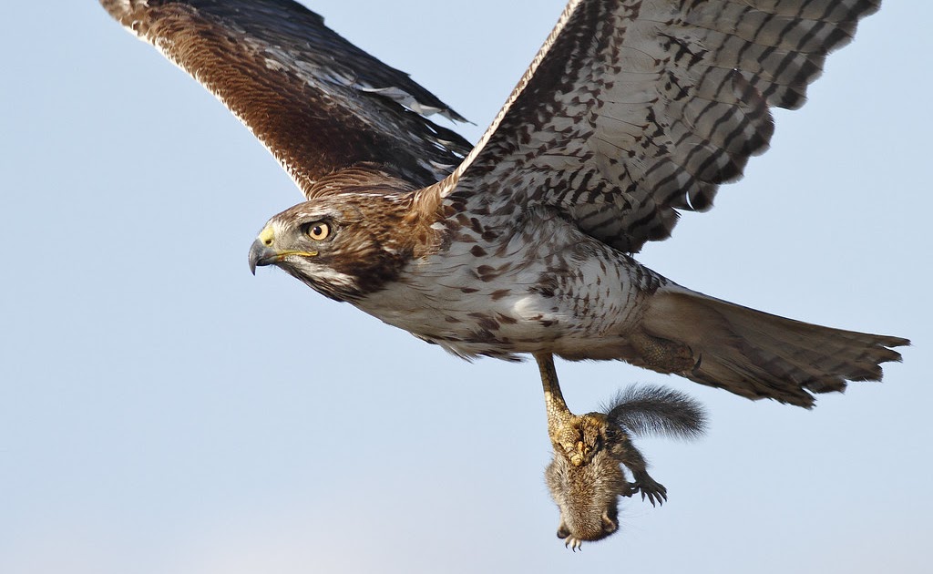  Gambar  Burung Helang  Merah Gambar  GHI