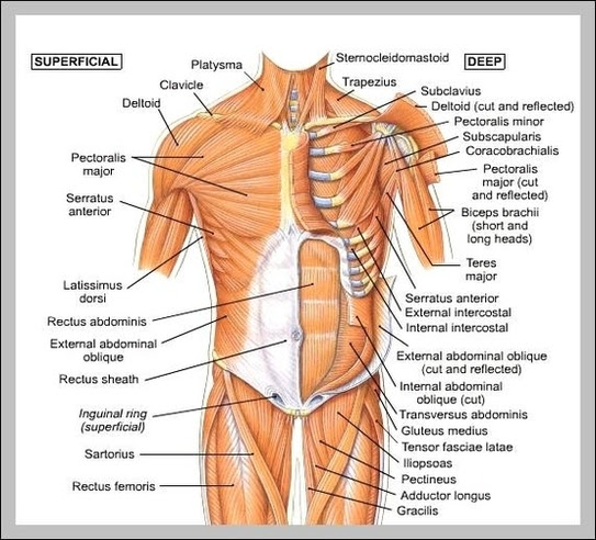 Apologia general science, module 13, the human digestive system. Anatomy System Human Body Anatomy Diagram And Chart Images Human Body Anatomy Diagrams