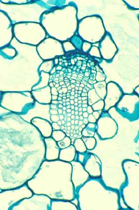 So, how often should you water a cactus? Modifications To The Cactus Cortex