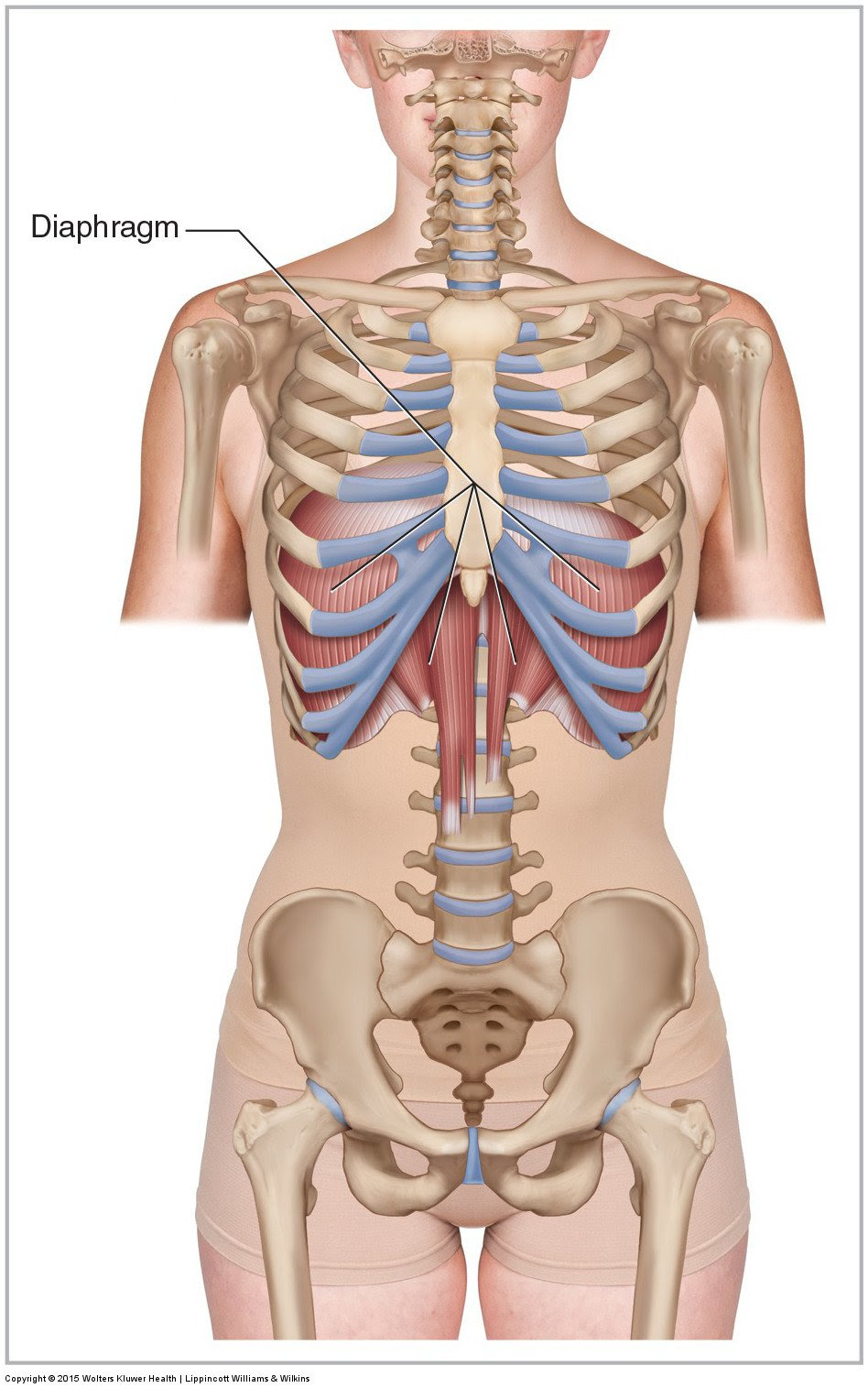 Grip the left side of the chair seat with your. Muscles Of The Lumbar Spine Of The Trunk