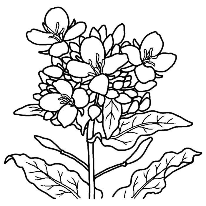 50 花 12月 イラスト 白黒 ディズニー画像のすべて