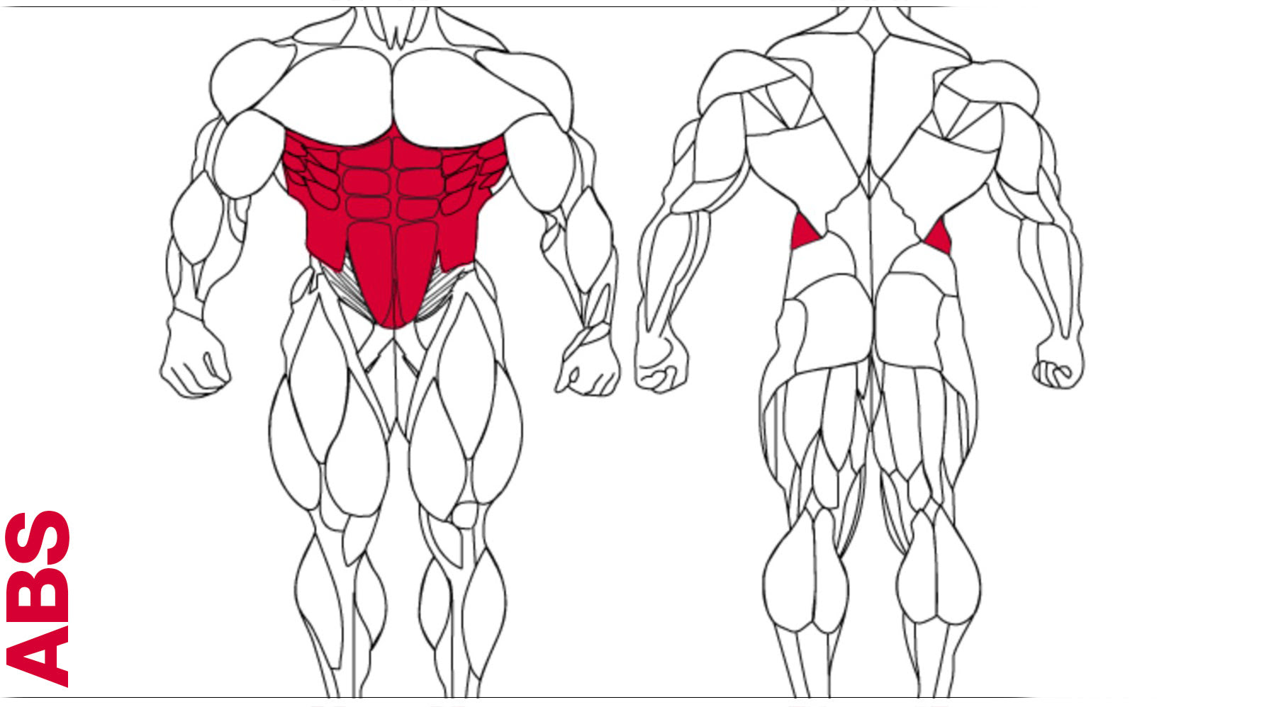 Bodybuilding full human muscular anatomy chart in 2019. Bodybuilder S Anatomy Seo5 Testing