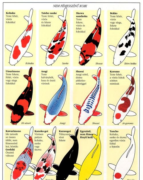 All About Koi Fish Life: Koi Fish Price Chart