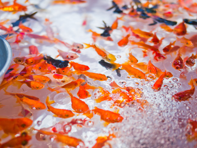 すべての花の画像 50 素晴らしい金魚 壁紙 Pc