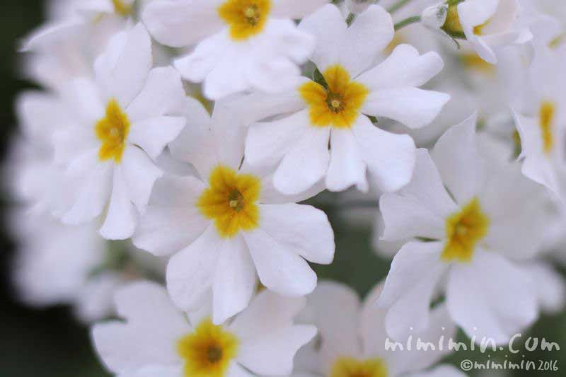 すべての美しい花の画像 トップ100プリムラポリアンサ 花言葉