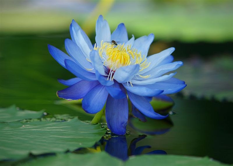 すべての美しい花の画像 驚くばかりブルー ロータス 花 言葉