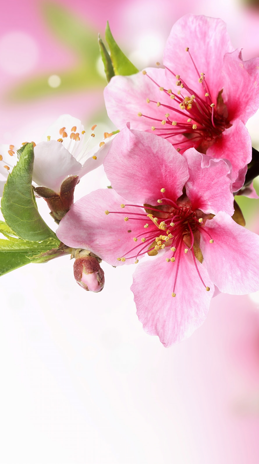 ロイヤリティフリー壁紙 綺麗 な 花 画像 すべての美しい花の画像