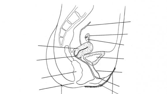 The male reproductive system is located in the pelvis region. Manuals Database Just The Best Manuals Repair Guide Database Website