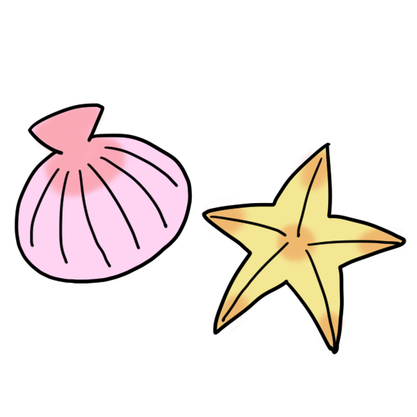 美しい花の画像 綺麗な貝 イラスト