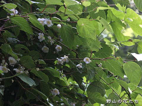 Jpdiamukpictgjpk 上 マタタビ 花言葉 マタタビ 花言葉