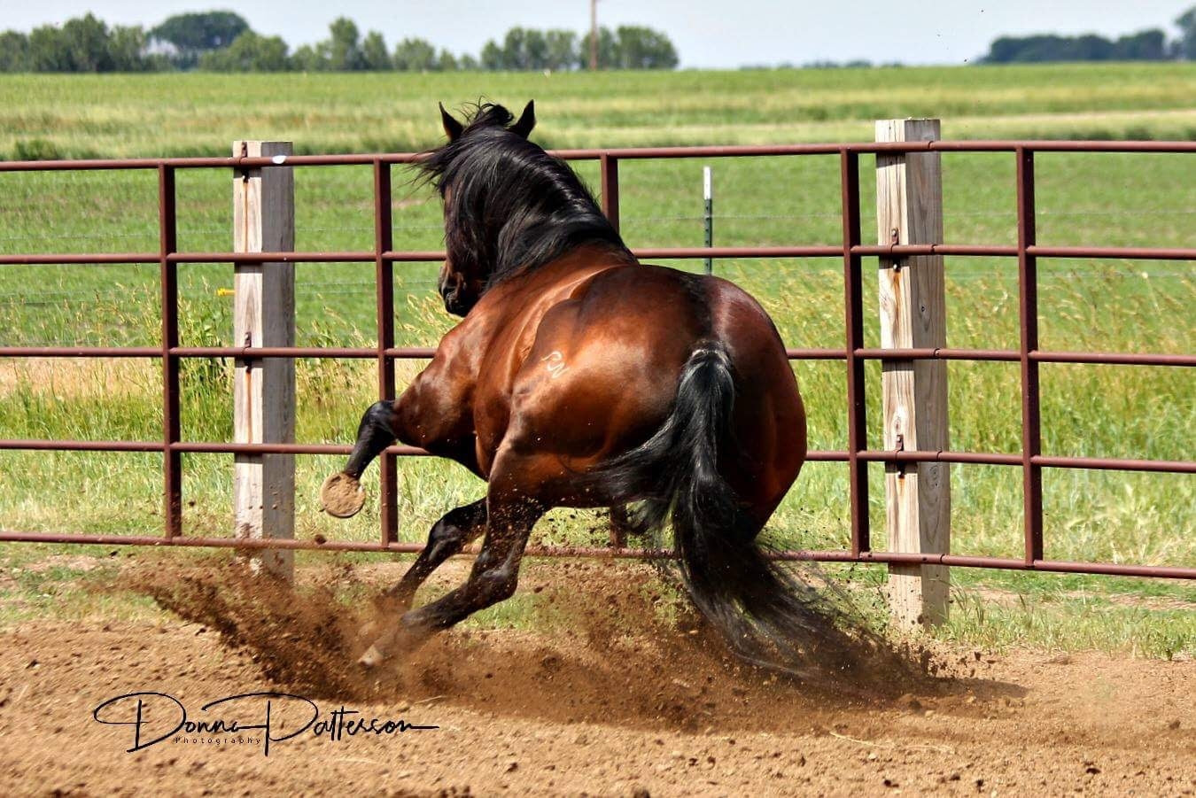 Rn smart machacho, colton, south dakota. Rn Smart Machacho Mill Iron Bd Quarter Horses