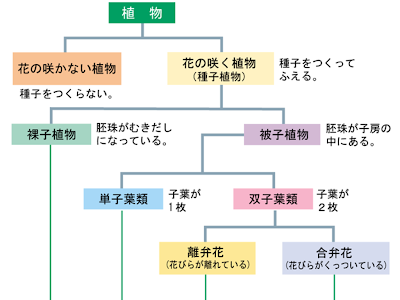 √無料でダウンロード！ 植物 の 分類 図 380707-植物の分類 図 最新 科の特徴