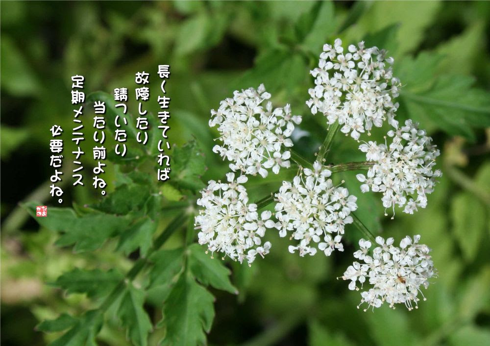 すべての花の画像 最高芹 花言葉