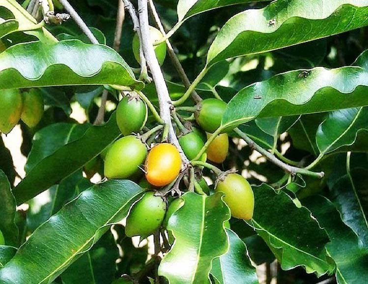 Gambar Pohon Cendana  Dan Manfaatnya Gambar Bagian Tumbuhan 