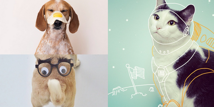 Bekijk meer ideeën over schattige kunst, schattigste dieren, schattige dieren. Moet Je Volgen Schattige Dieren Op Instagram