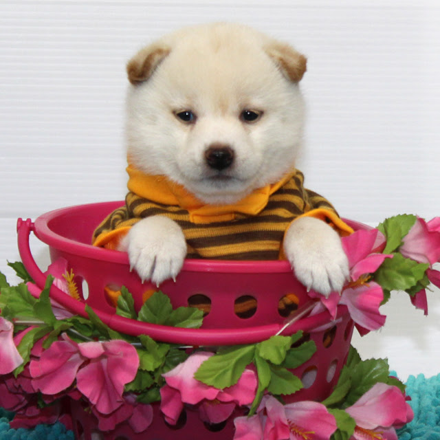 元の豆柴 画像 かわいい 無料イラスト集