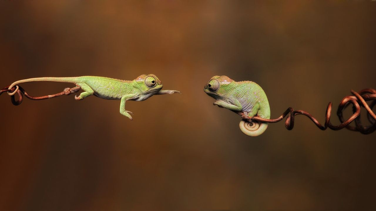 すべての動物の画像 Hd限定可愛い カメレオン