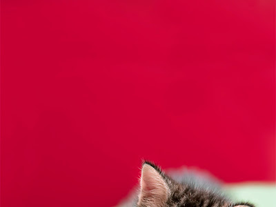 70以上 子猫　壁紙 382977