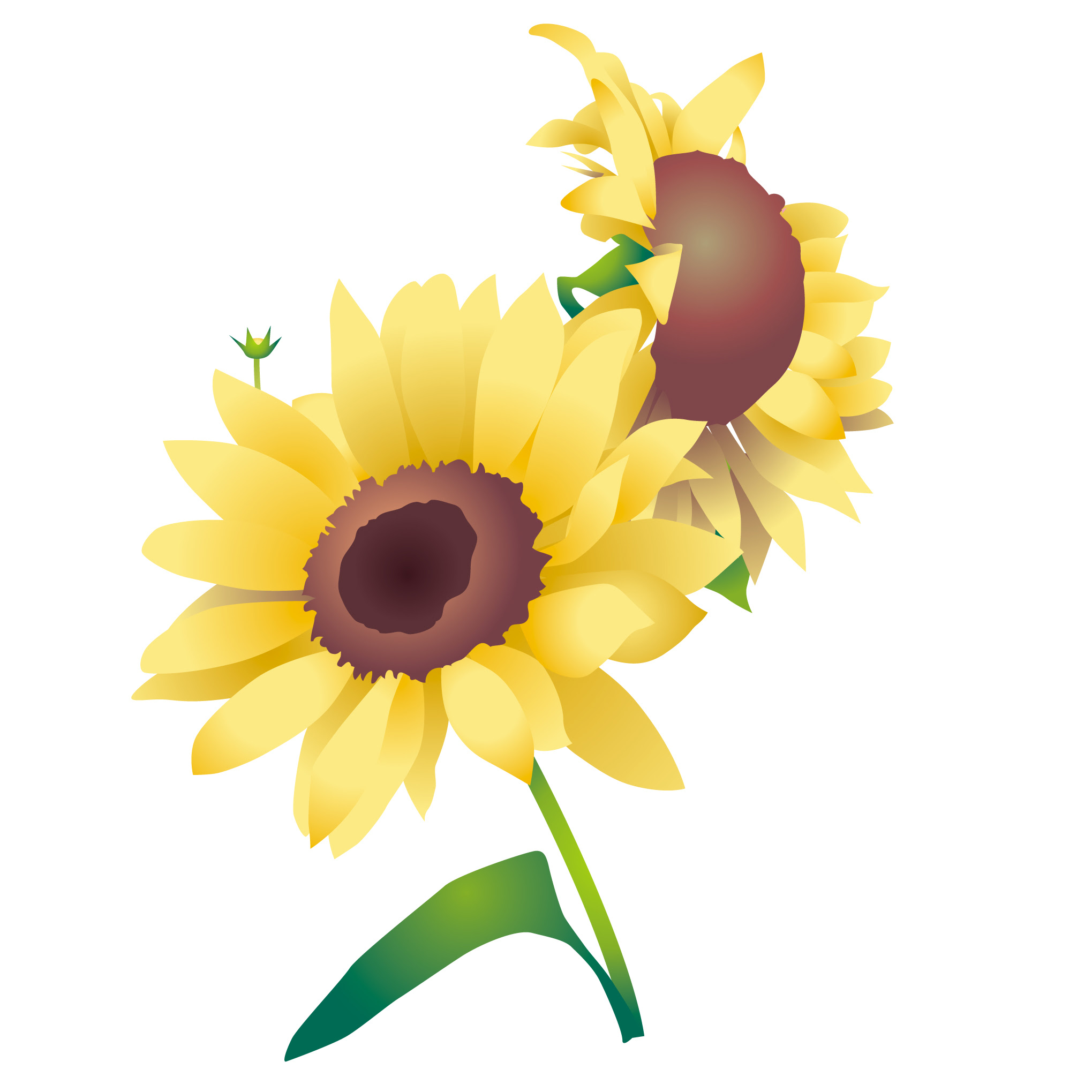 無料印刷可能8月の花 イラスト 動物ゾーン