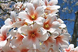 Flores de 'Anna Bella', la cual es una nueva variedad ornamental de la jabilla extranjera (árbol de tung) Vernicia fordii. Enlace a la información en inglés sobre la foto