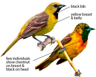 Maybe you would like to learn more about one of these? Differences Between Baltimore And Orchard Orioles An Identification Primer Avian Report