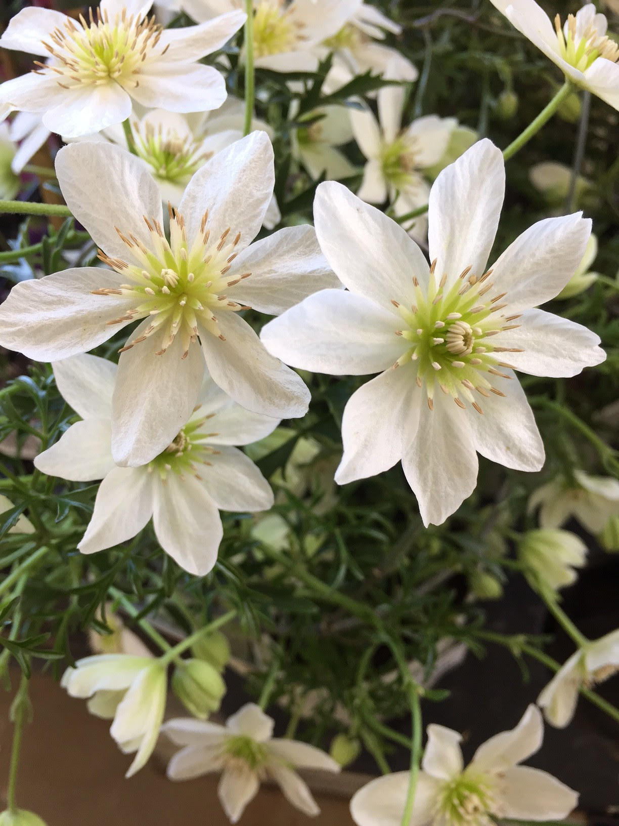 美しい花の画像 心に強く訴えるテッセン 花 言葉