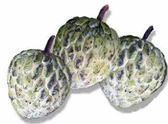 17 the country also cultivates different type of nuts and one of them is the pili nut , of which the philippines is the only known exporter of edible varieties. Atis Fruit