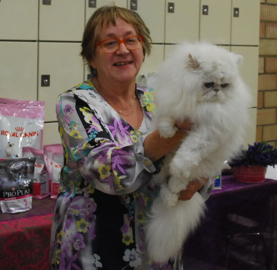 Chat Persan Chinchilla Golden
