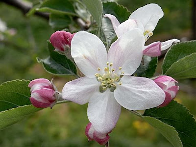 コレクション りんご 花言葉 232817-リンゴ 花言葉 神話