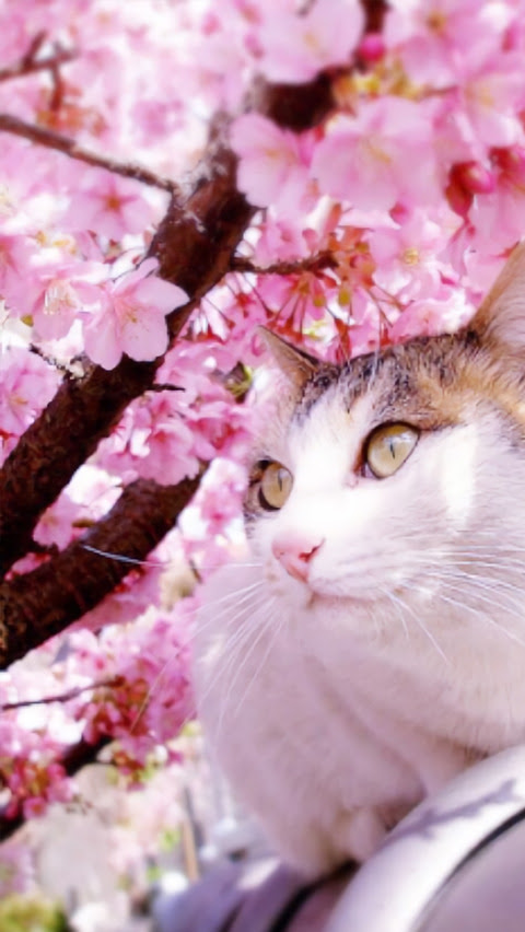 すべての花の画像 ユニークかわいい Iphone 壁紙 春