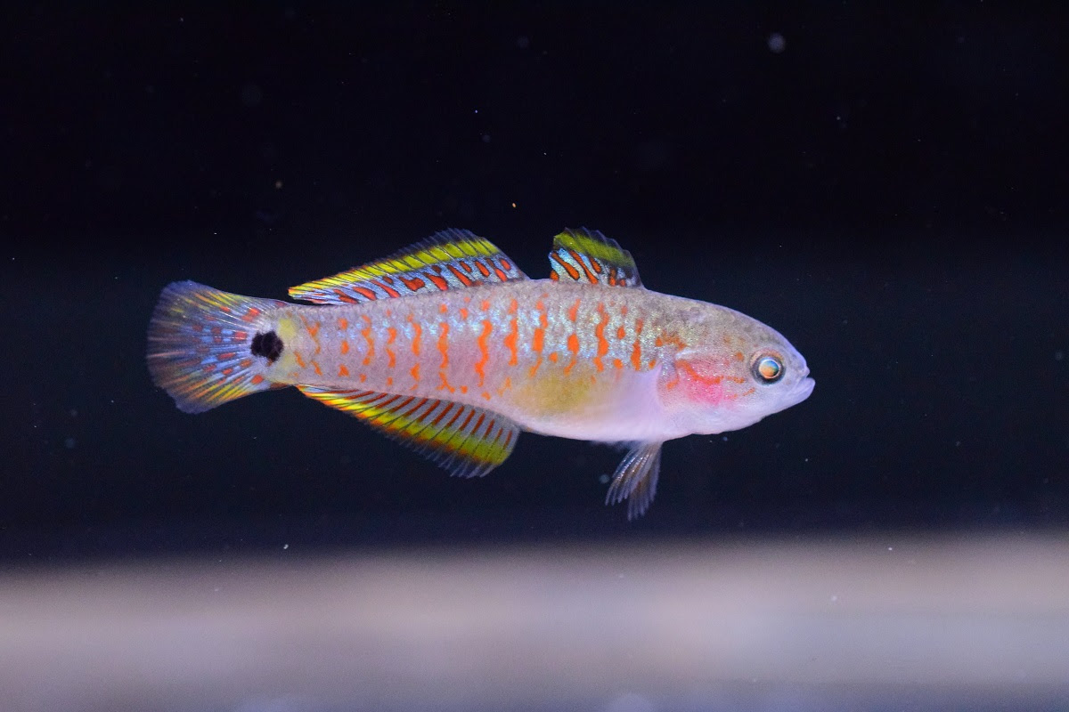 すべての花の画像 驚くばかり熱帯魚 ハゼ 淡水
