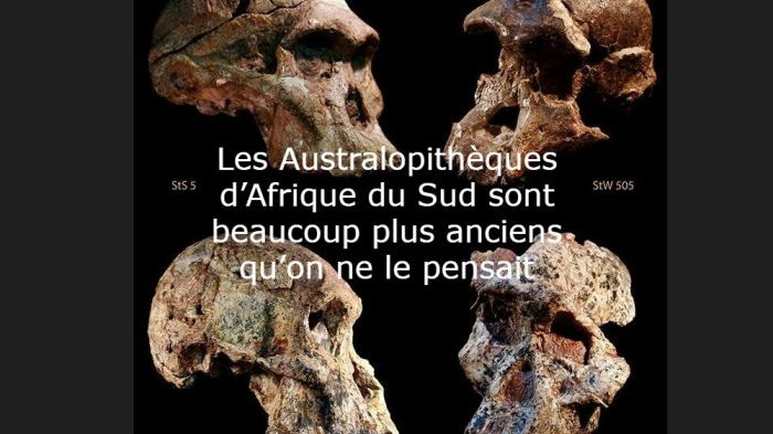 Quatre crânes d'Australopithèques