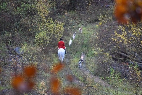 Hunt hounds maul the fleeing fallow deer.