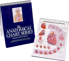 Anatomy Overlay Chart - Human Body Flip Chart Book ...