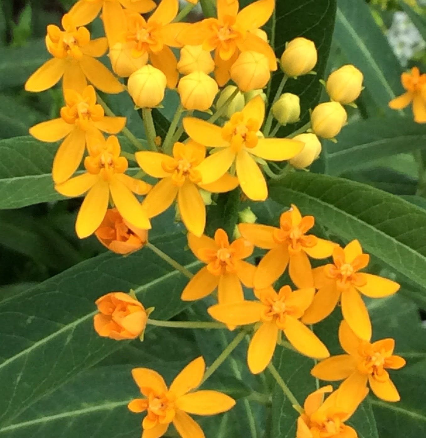 ぜいたくmilkweed 意味 最高の花の画像