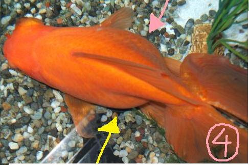 最高の壁紙hd ユニーク 金魚 お腹 が 膨れる