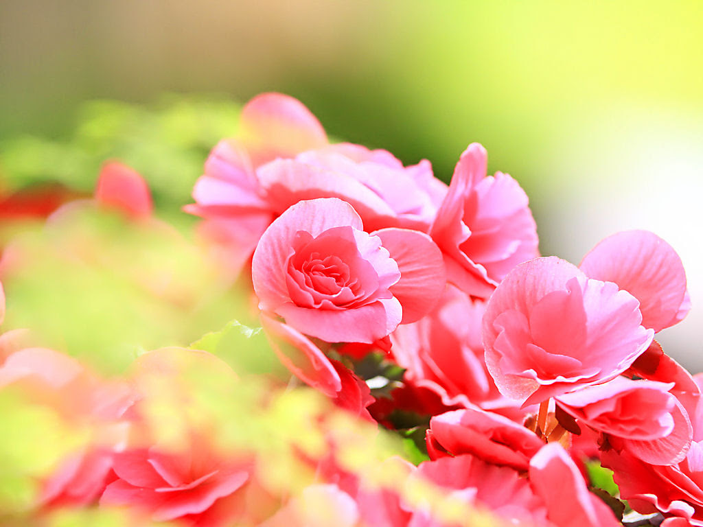 最も気に入った パソコン デスクトップ 壁紙 無料 花 Jpbestwallpaper