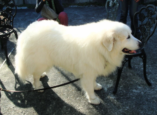 ユニーク白い 大型 犬 最高の花の画像