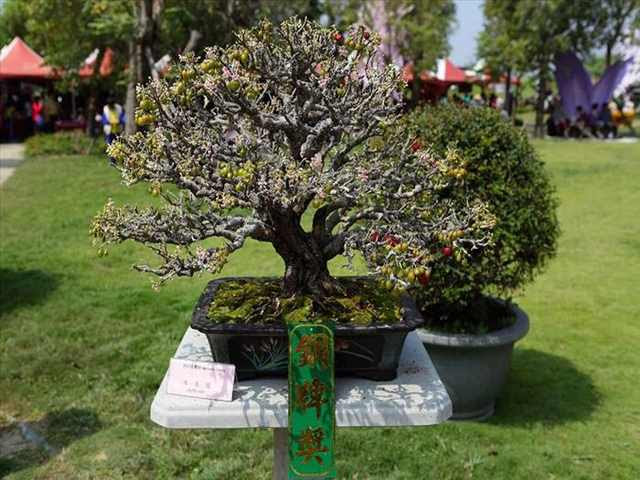 orchid festival