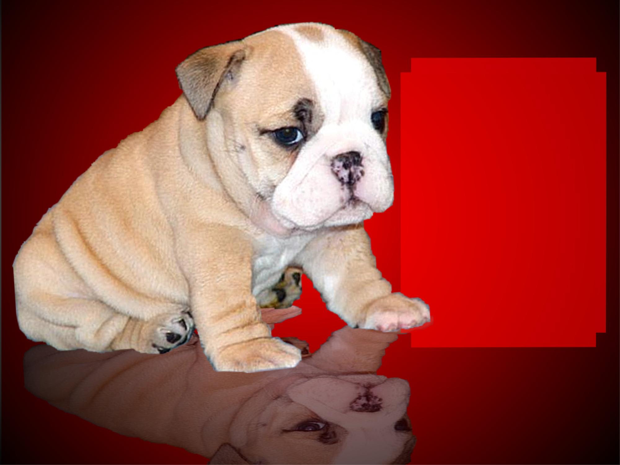 There are thousand breeds available on gumtree: English Bulldog Stud Service Bulldog Puppies For Sale Bulldog Stud