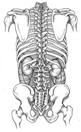 Are the kidneys located inside of the rib cage. Right Kidney