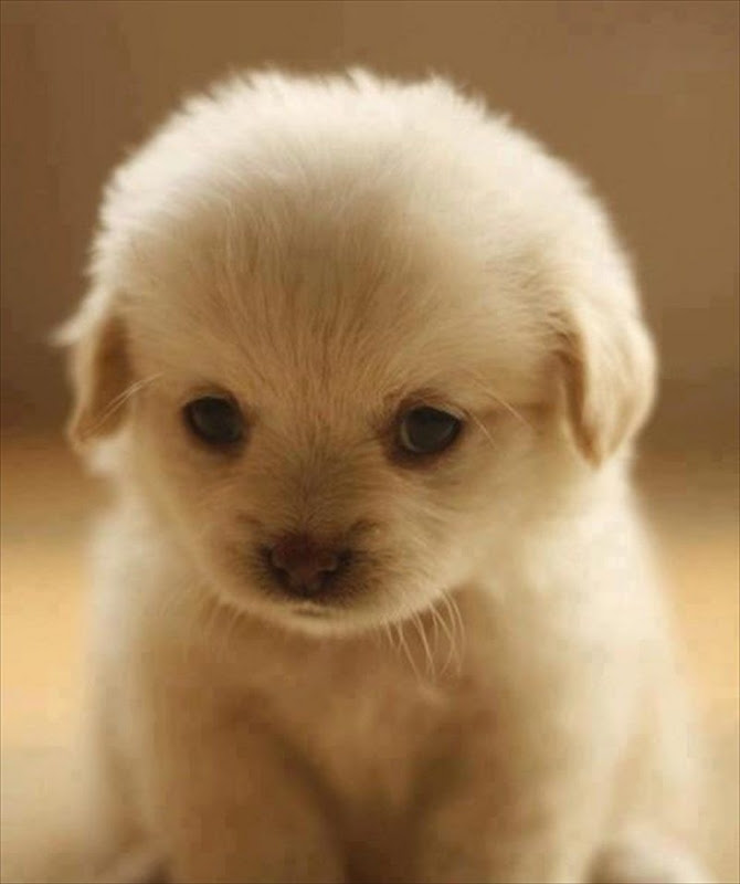 最高の動物画像 最高可愛い 子犬 画像