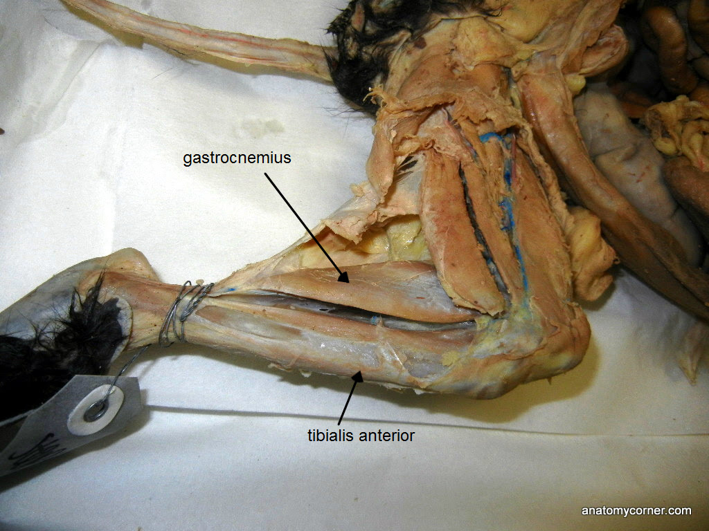 In the leg muscles diagram above, there are many muscles that make up your legs and support it to move. Cat Muscles