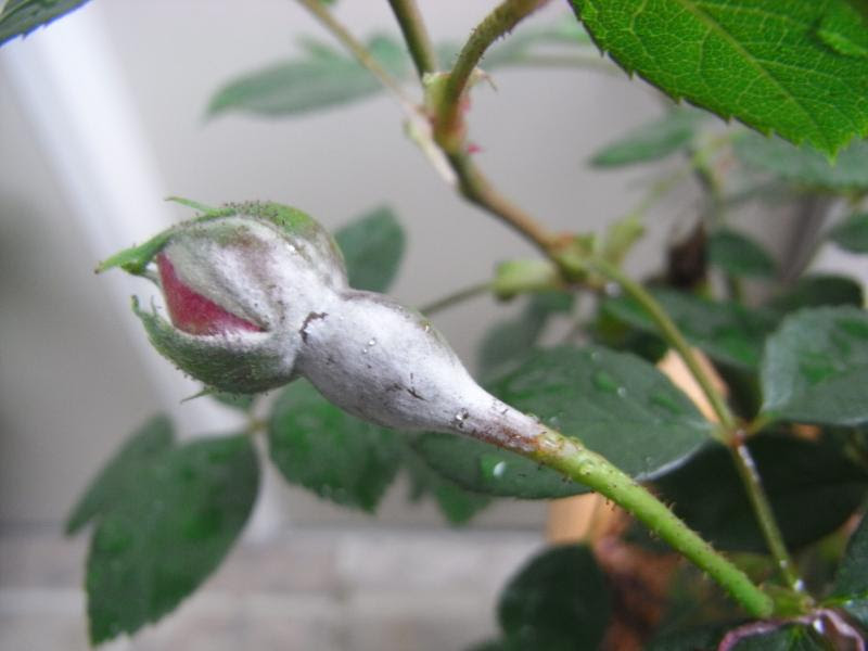 すべての美しい花の画像 これまでで最高のバラ 病気 白い 粉