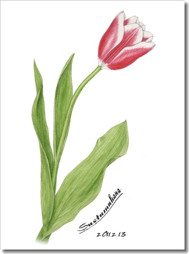 これまでで最高のチューリップ 葉 最高の花の画像