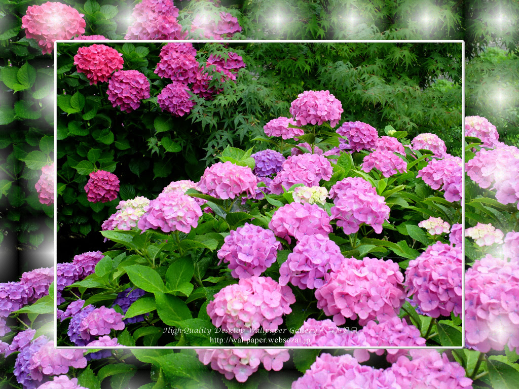 最も人気のある 紫陽花 写真 壁紙 Kabegamifhoto